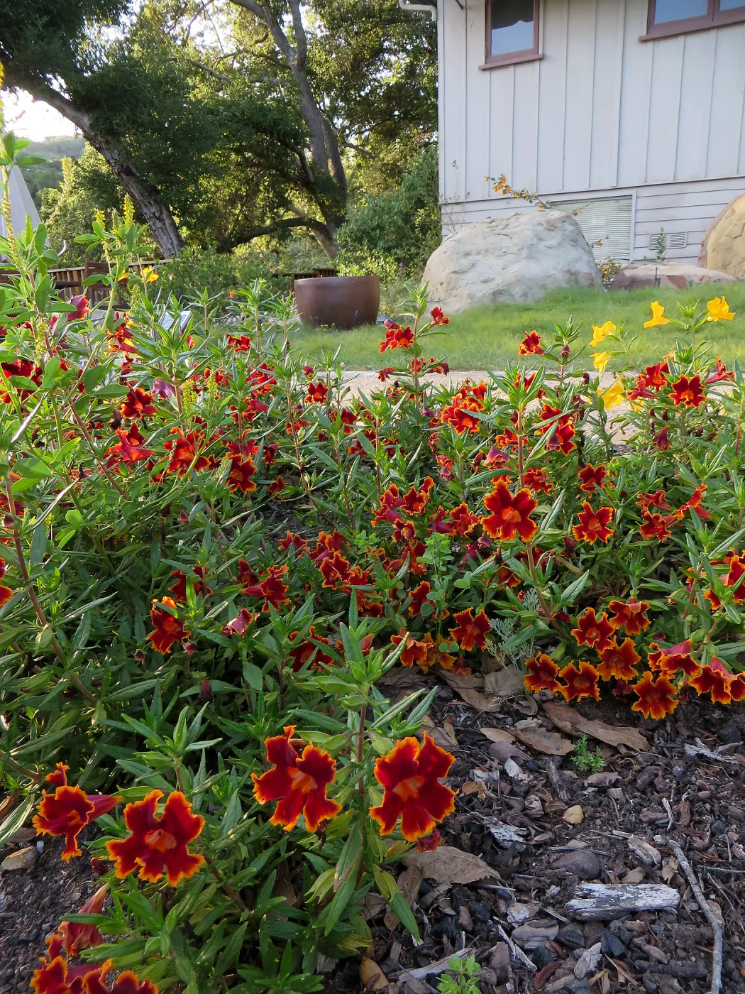 Water Wise Home Garden. Diplacus Fiesta Marigold