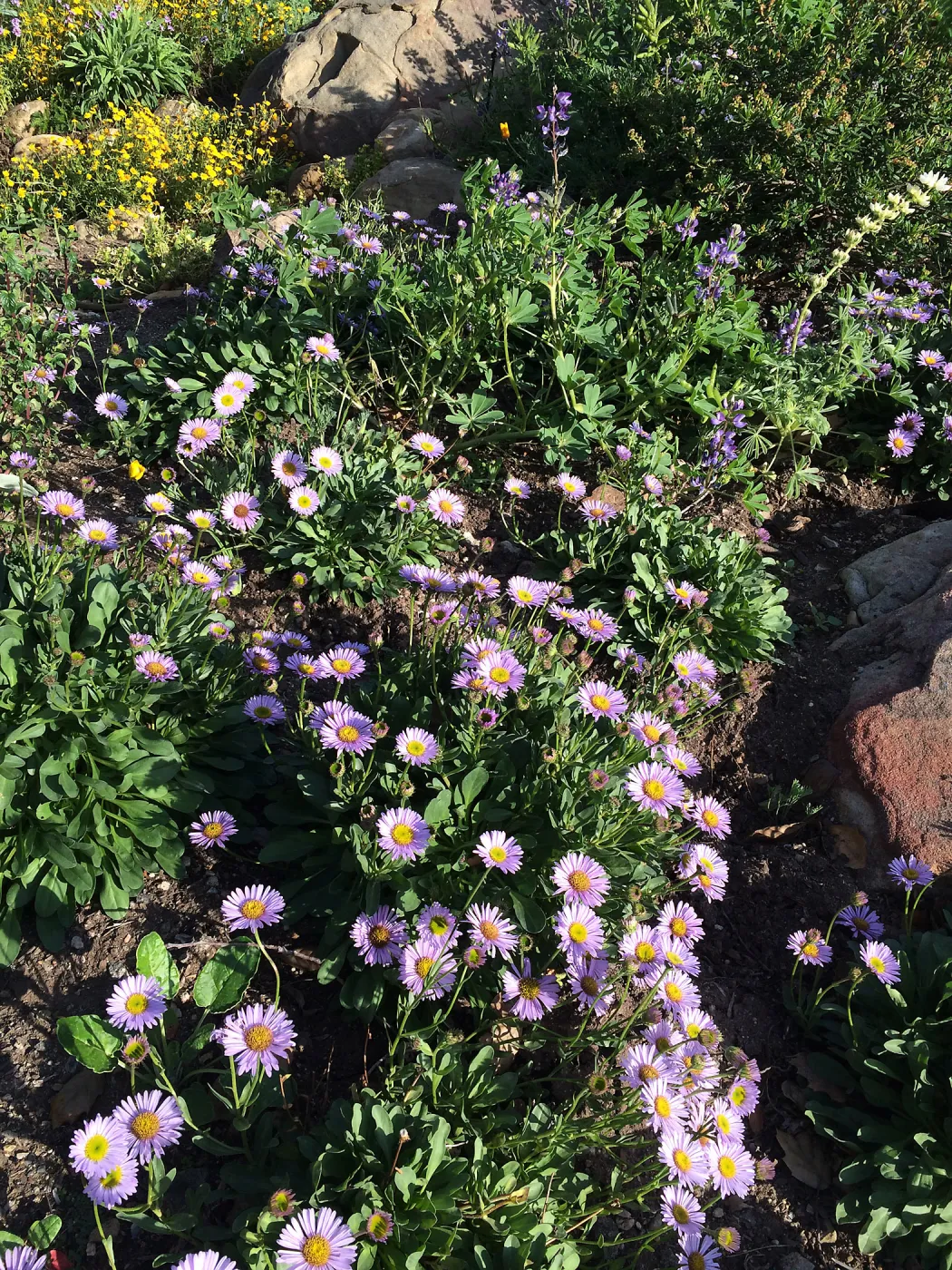 Water Wise Home Garden, Erigeron â€˜WR'