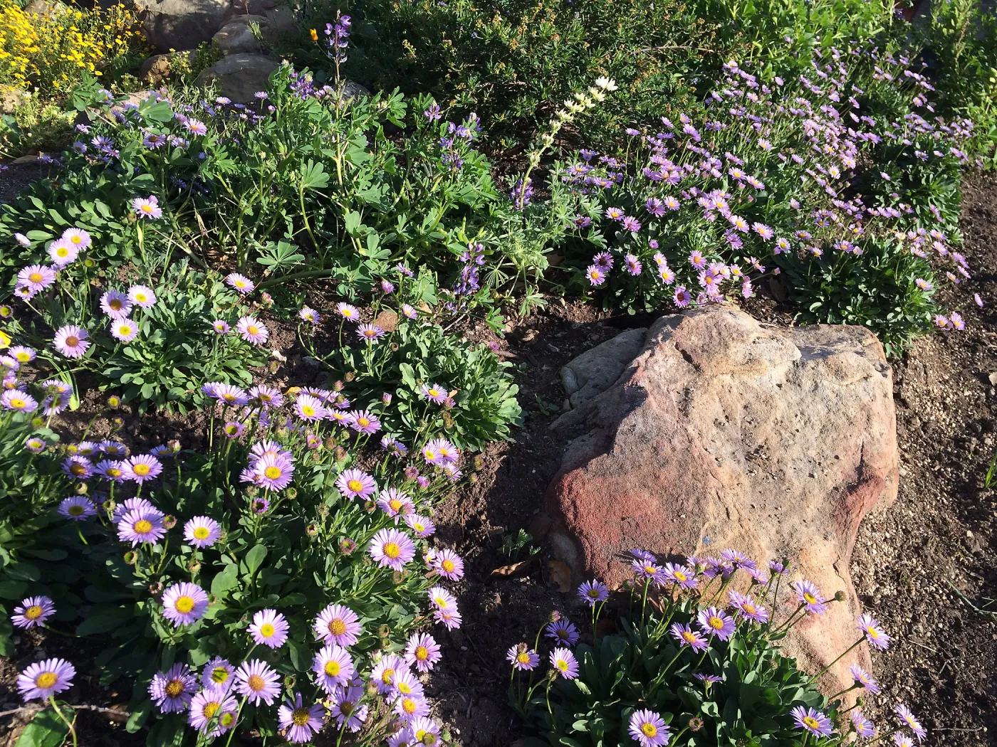 Water Wise Home Garden, Erigeron â€˜WR'