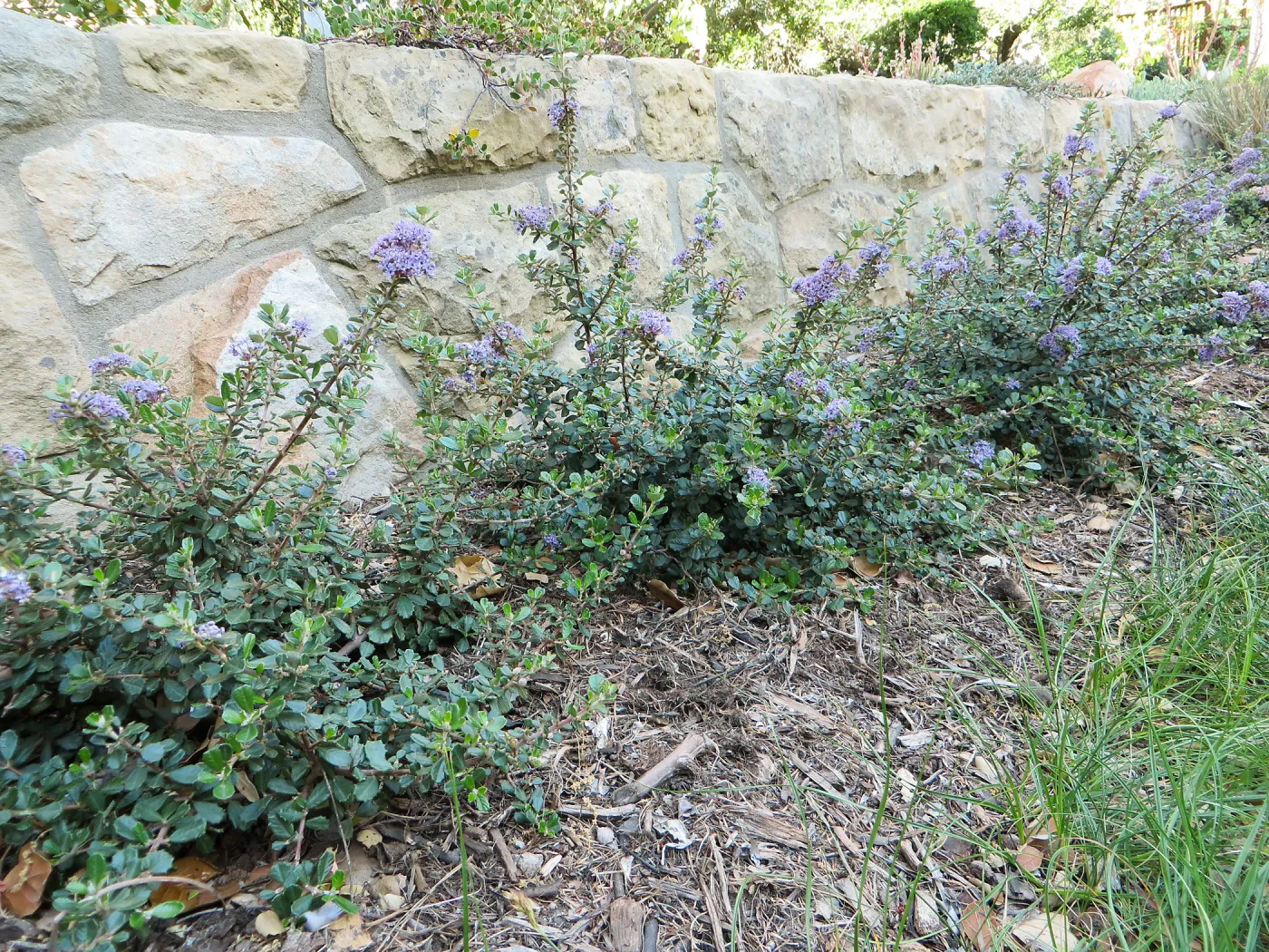 Water Wise Home Garden. Ceanothus Valley Violet