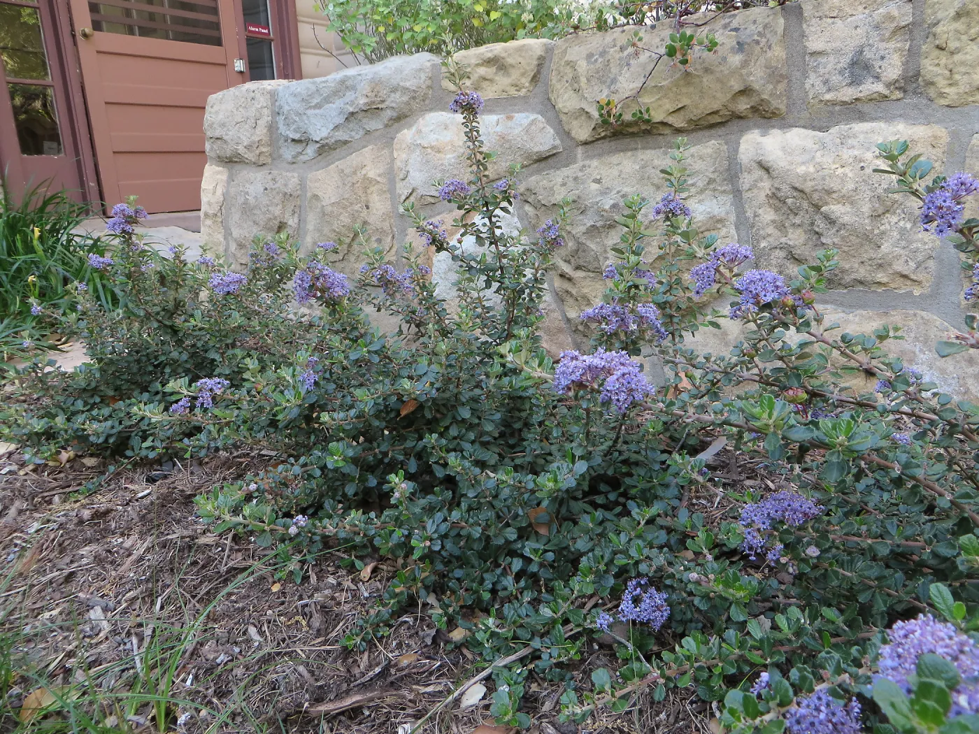 Water Wise Home Garden. Ceanothus â€˜Valley Violet'
