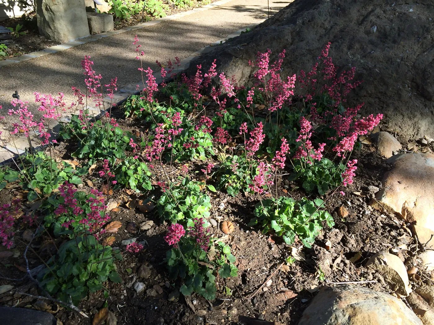 Heuchera â€˜Canyon Pink' at the Water Wise Home Garden