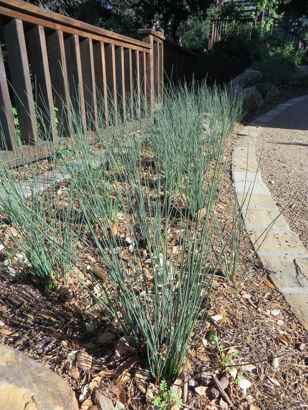 Water Wise Home Garden. Juncus â€˜Elk Blue'