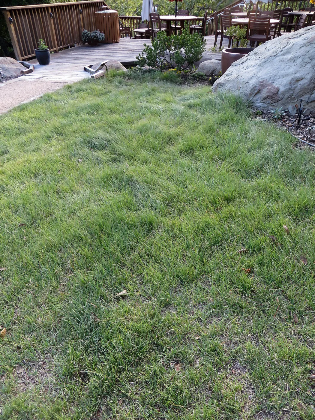 Water Wise Home Garden. Bouteloua lawn