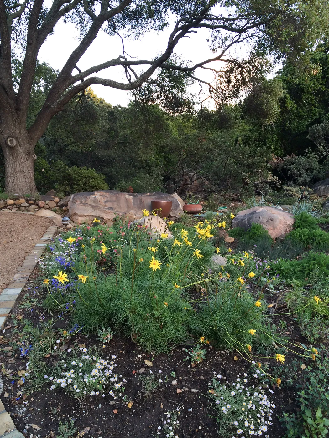 Water Wise Home Garden shortly after planting