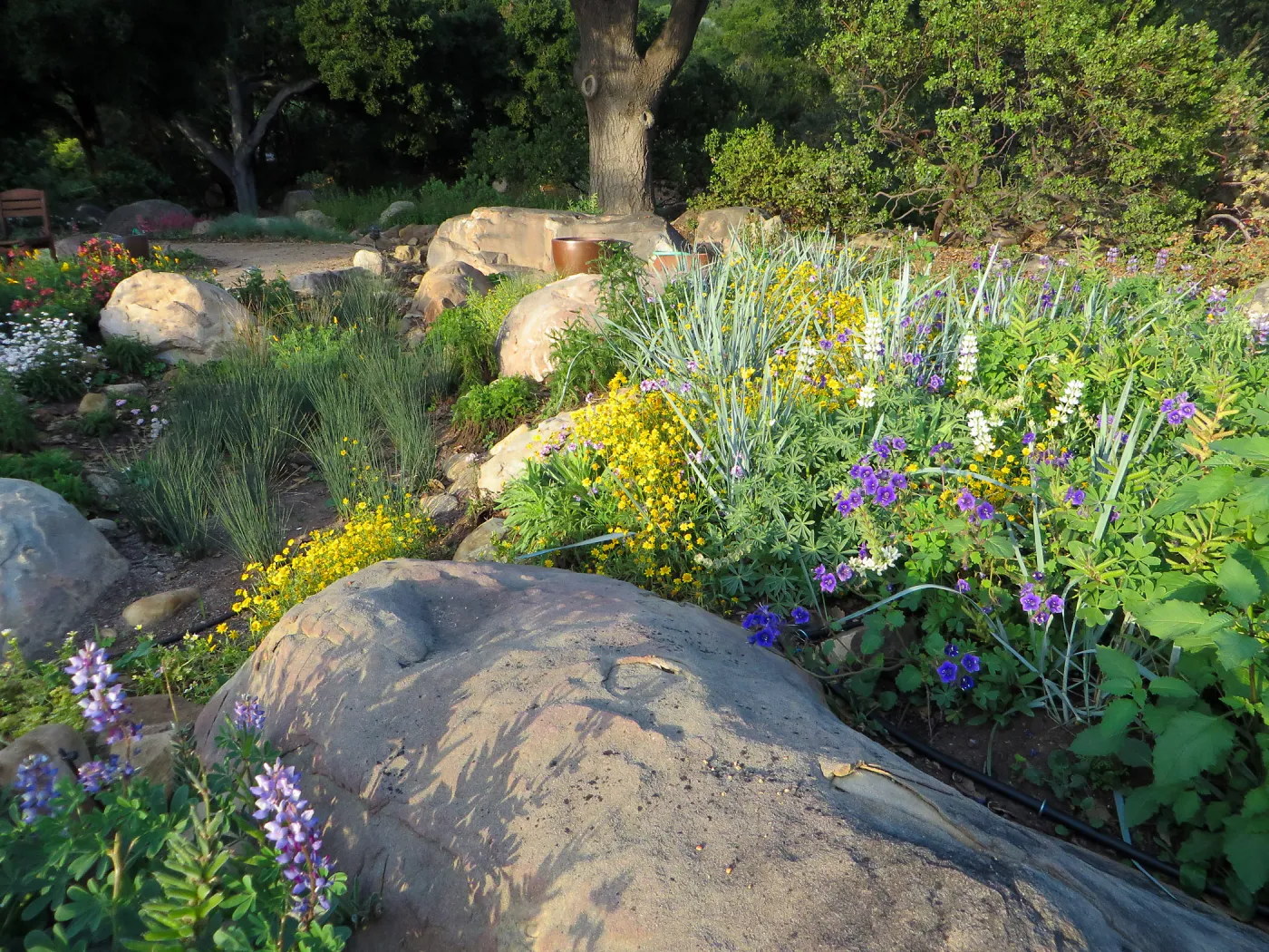 Water Wise Home Garden. Rain garden display
