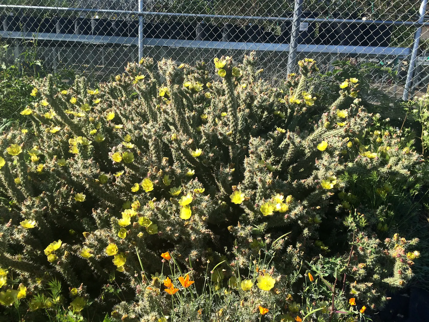 Cylindropuntia californica var. parkeri 91-158 at Horticulture Unit Nursery