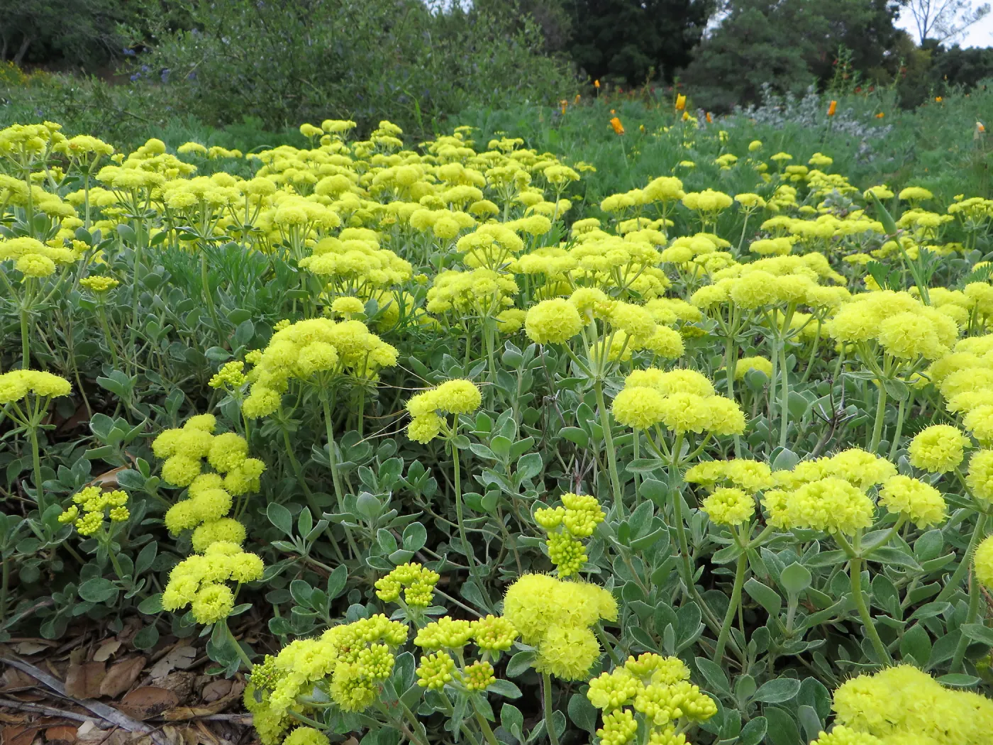 Eriogonum â€˜Shasta Sulphur' in Meadow border
