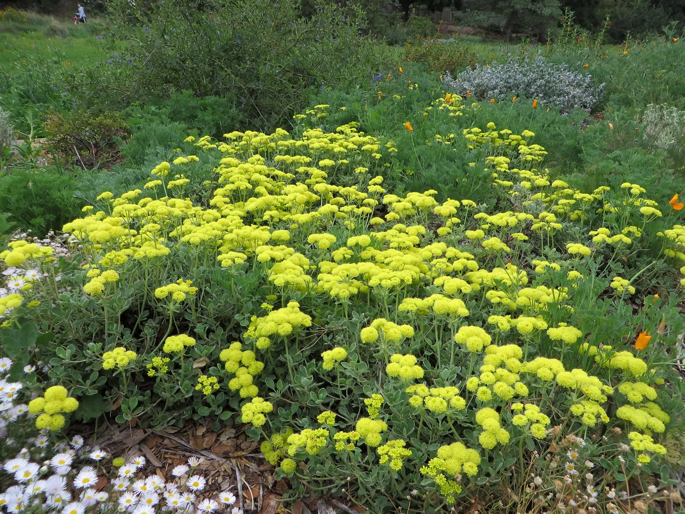 Eriogonum â€˜Shasta Sulphur' in Meadow border