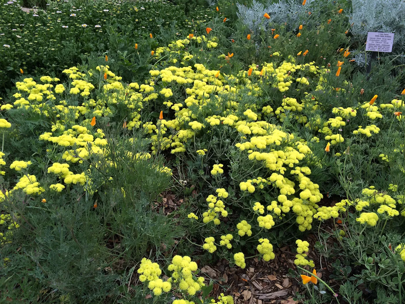 Eriogonum â€˜Shasta Sulphur'