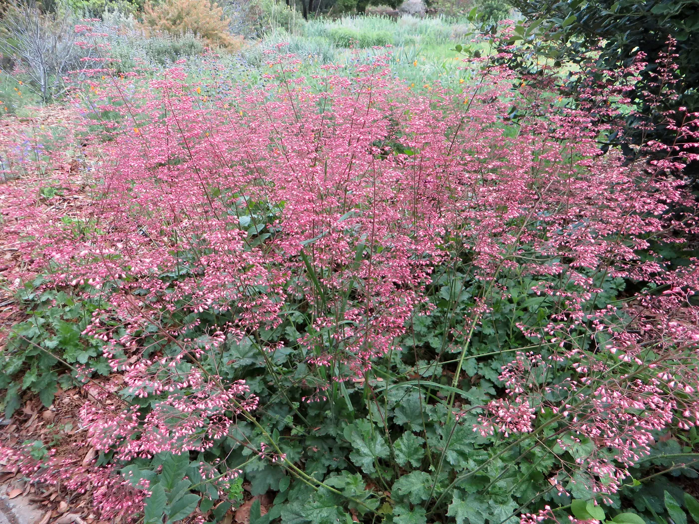 Heuchera â€˜Marthas Compact' in Meadow border