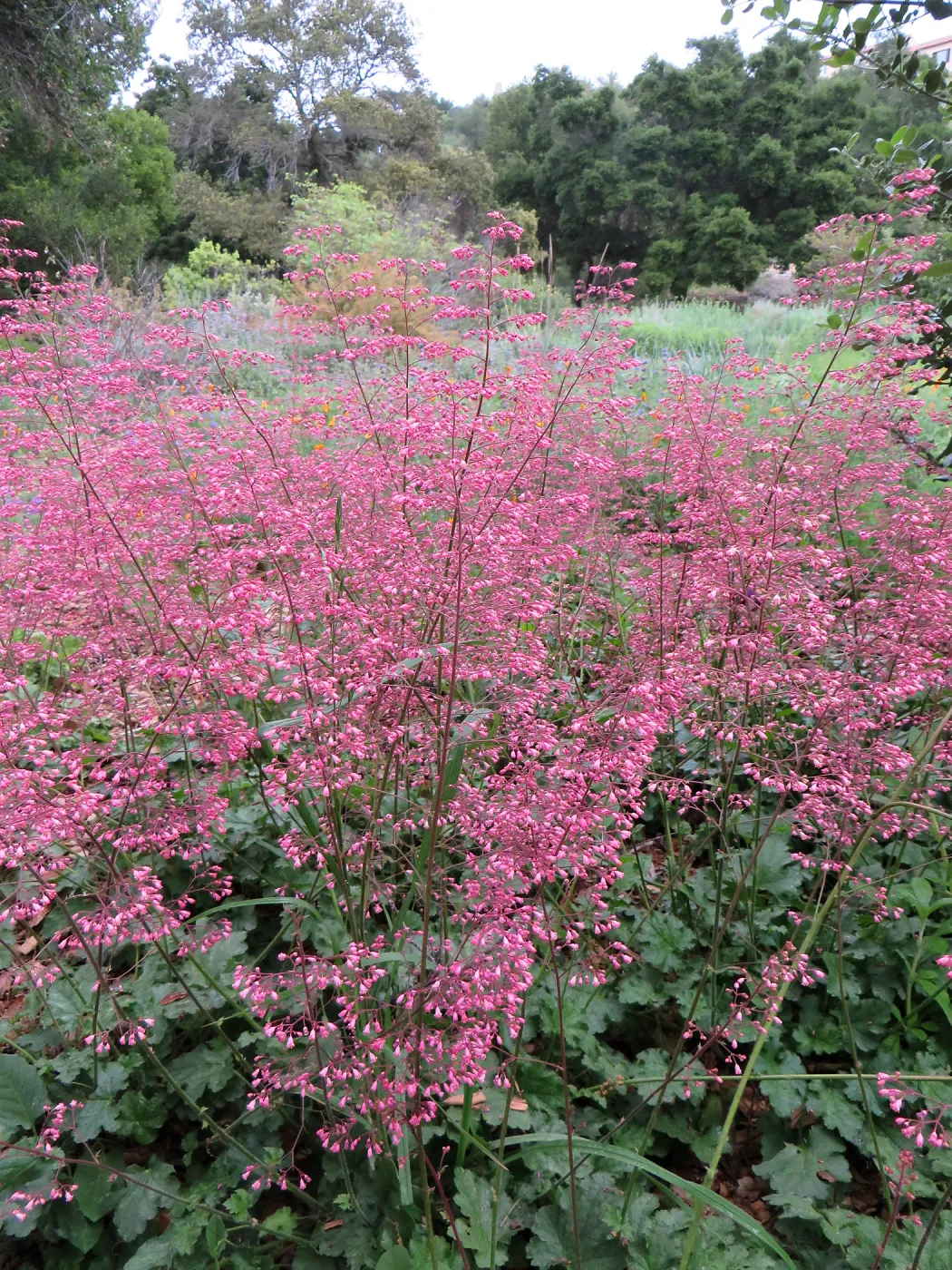 Heuchera â€˜Marthas Compact' in Meadow border