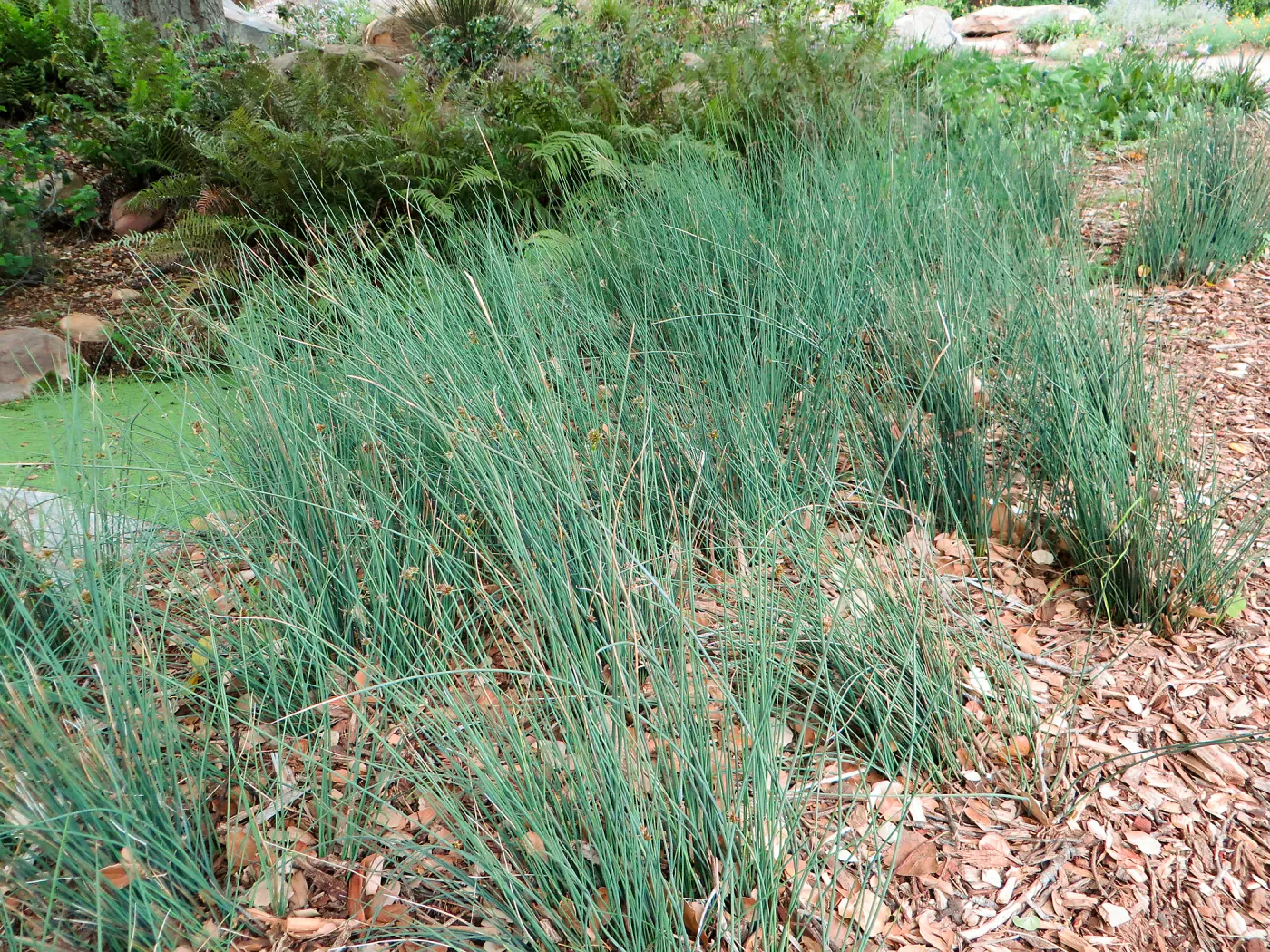 Juncus â€˜Elk Blue' near pond