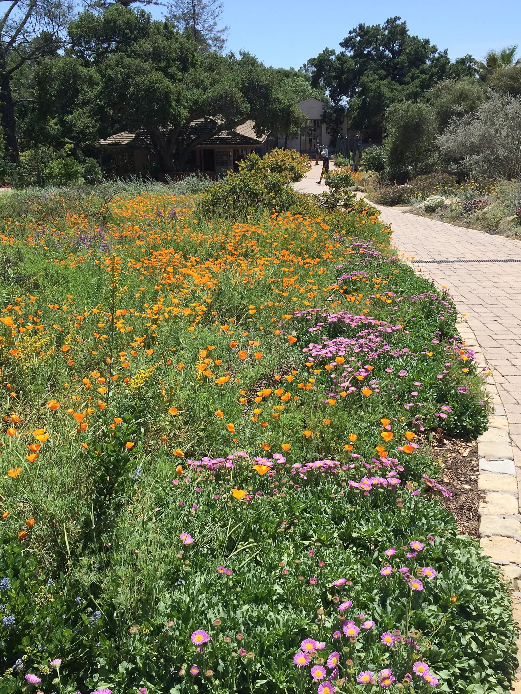 Groundcover display