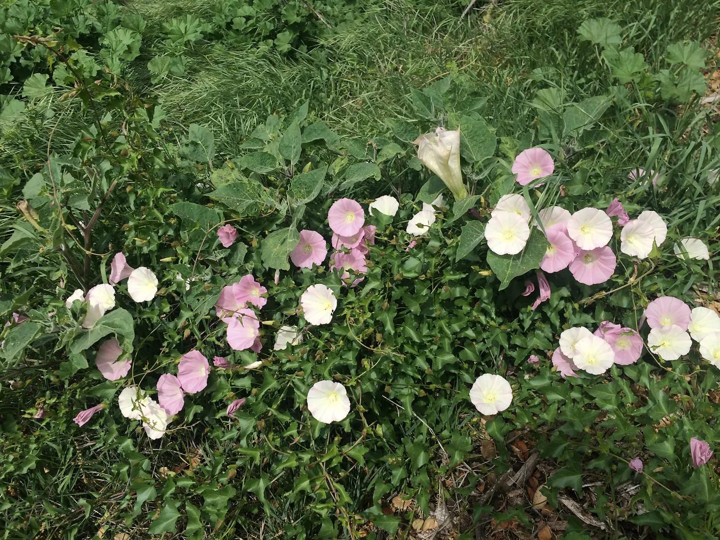 Pink Calystegia volunteer on slope west of Pritzlaff Conservation Center
