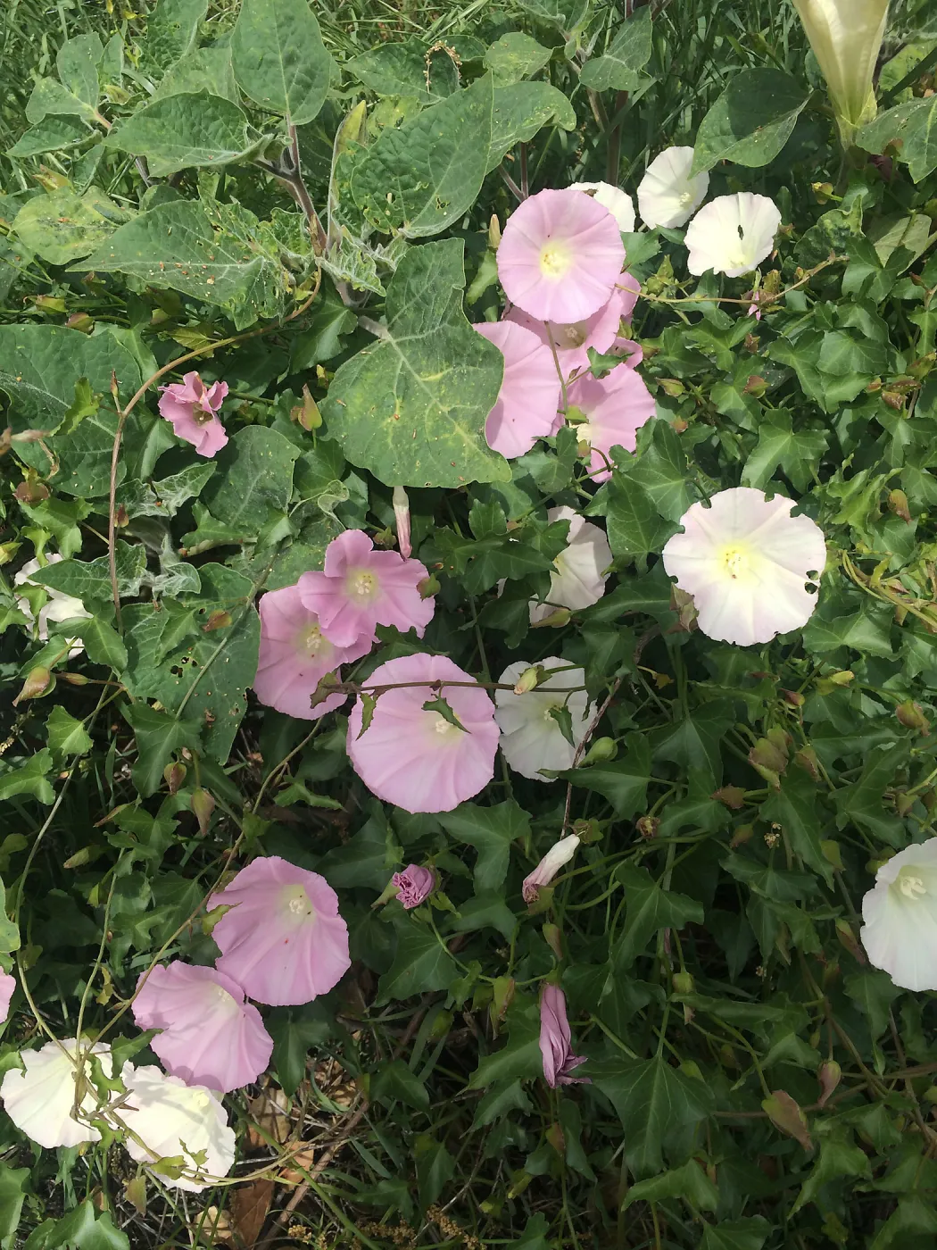 Pink Calystegia volunteer on slope west of Pritzlaff Conservation Center
