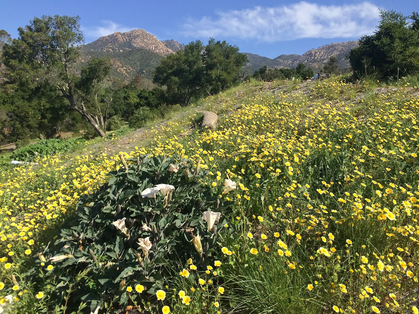 Pritzlaff Conservation Center construction. Layia platyglossa on west slope