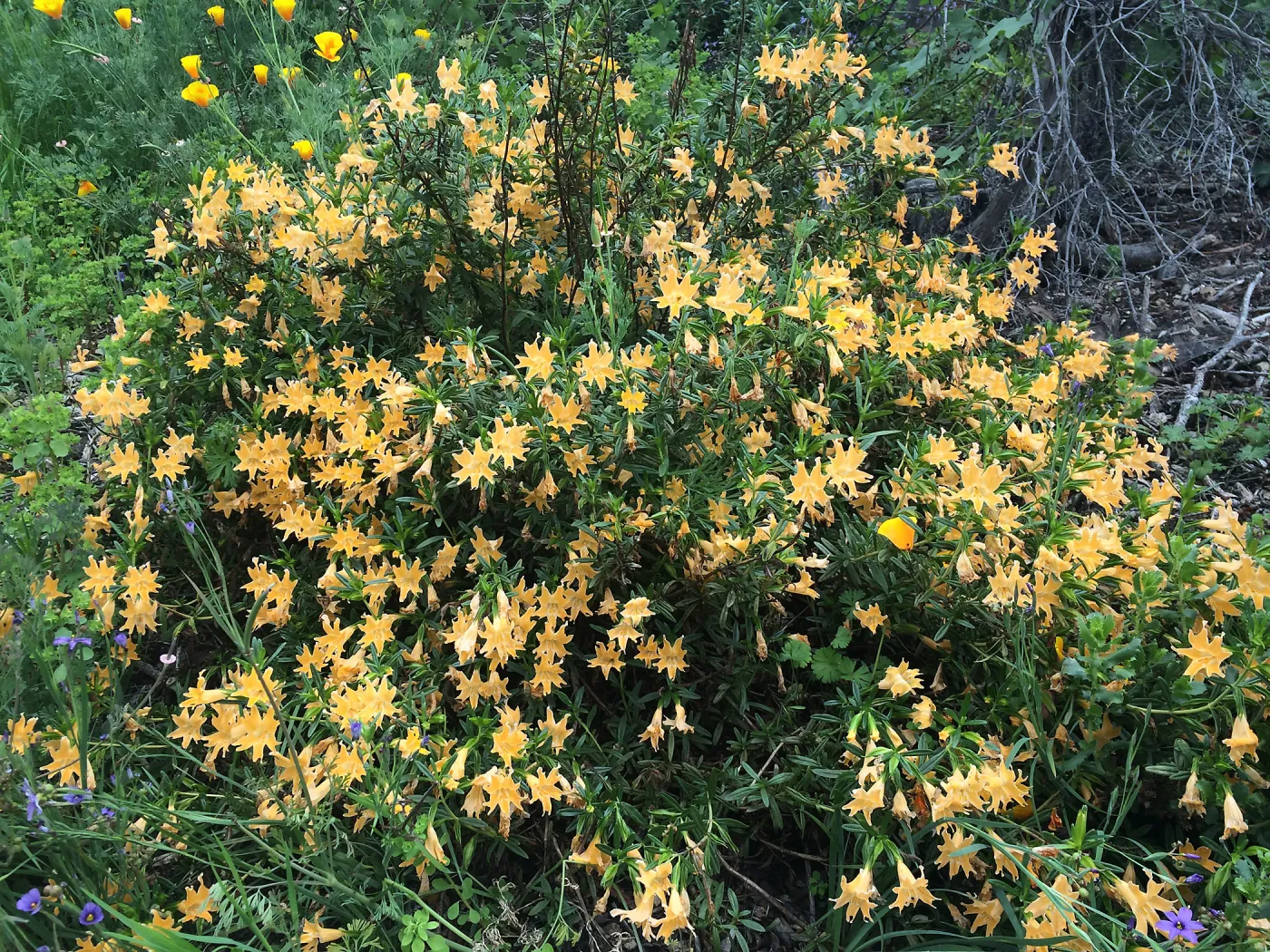 Diplacus aurantiacus. Monkeyflower