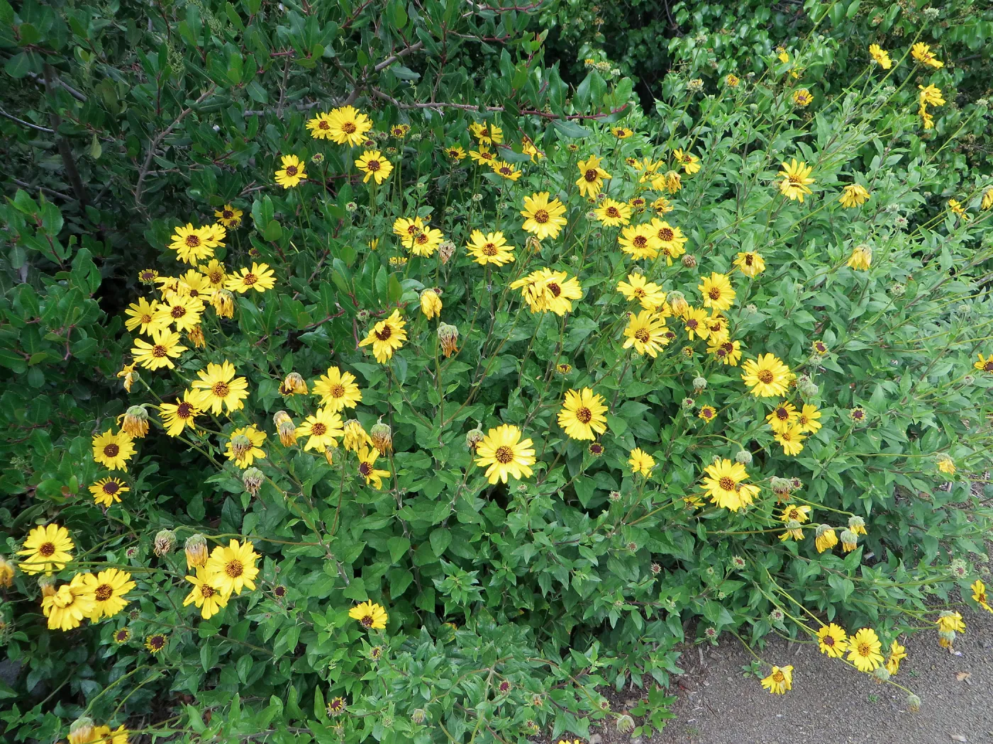 Encelia californica on the Porter Trail