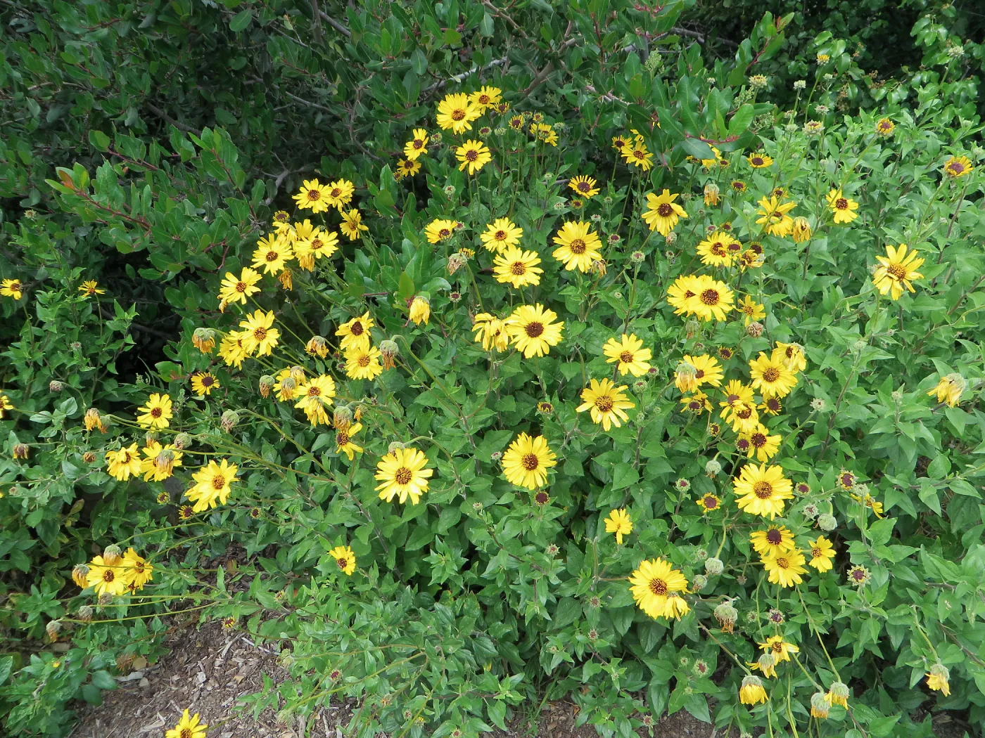 Encelia californica on the Porter Trail