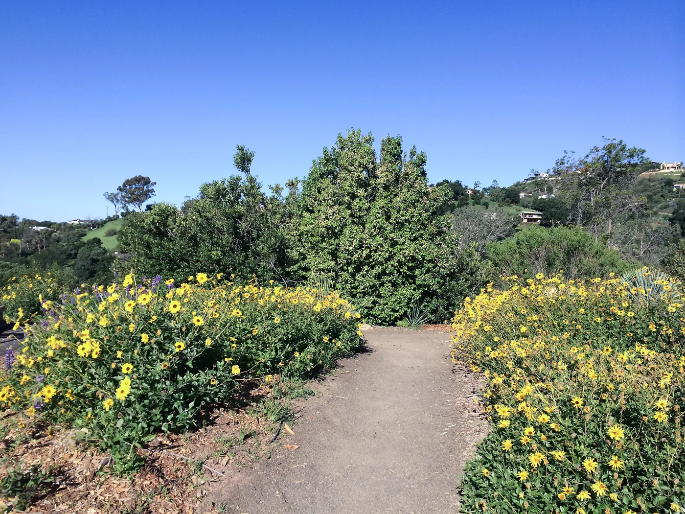 Encelia caifornica on the Porter Trail