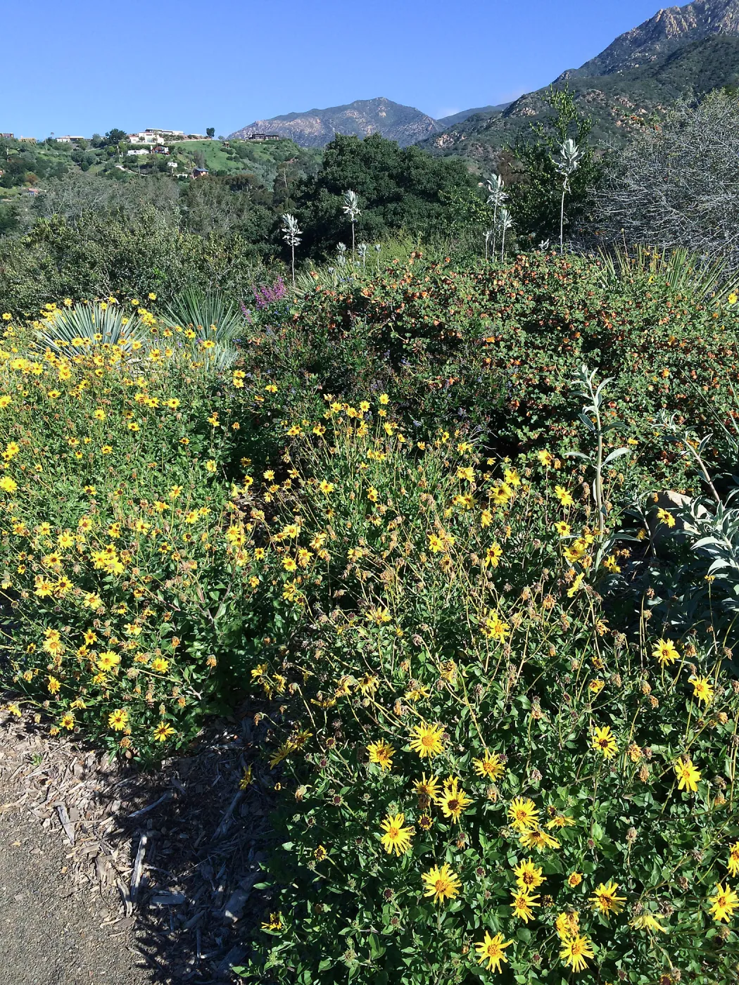 Encelia caifornica on the Porter Trail