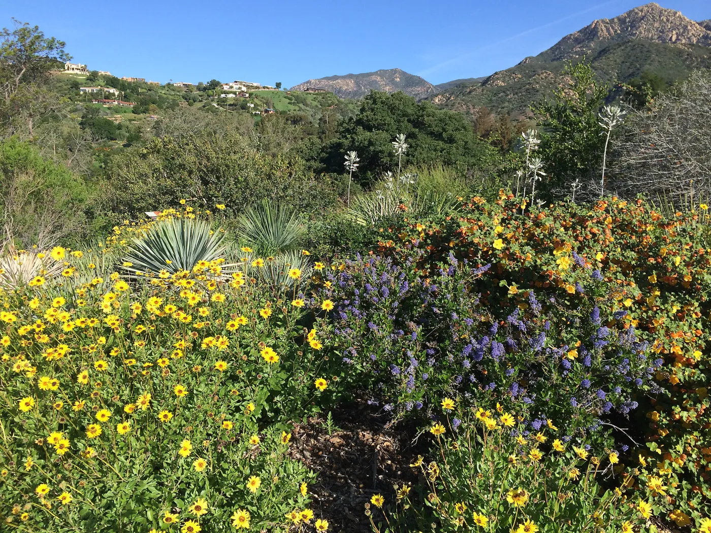 Ceanothus 15-23 with Enclelia californica and Fremontodendron â€˜Daras Gold' on the Porter Trail