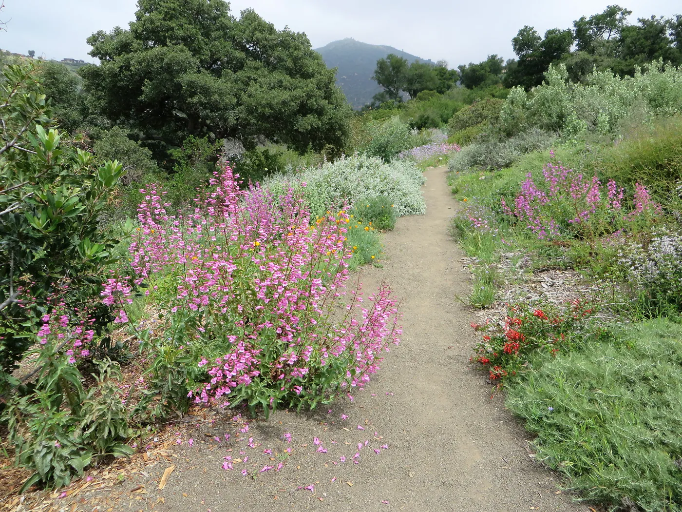 Porter Trail, Penstemon spectabilis