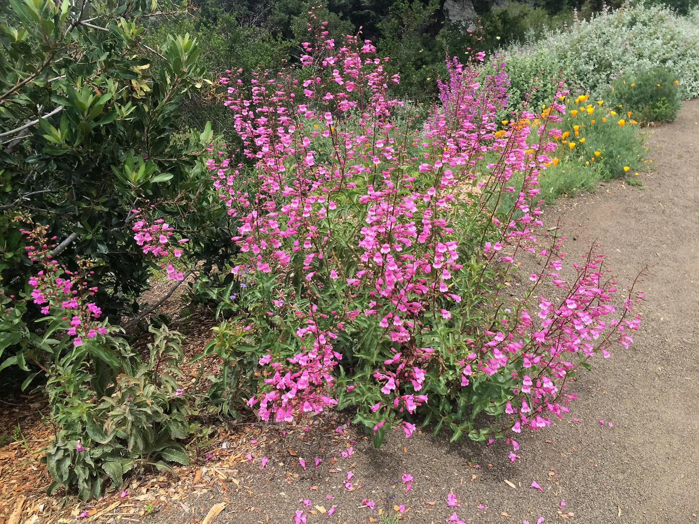 Porter Trail, Penstemon spectabilis