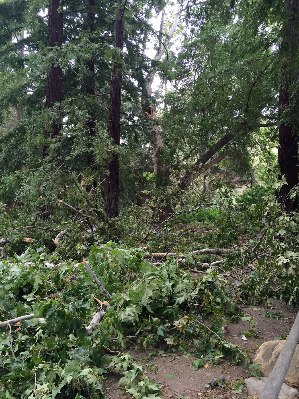 Fallen sycamore branch in Redwood section