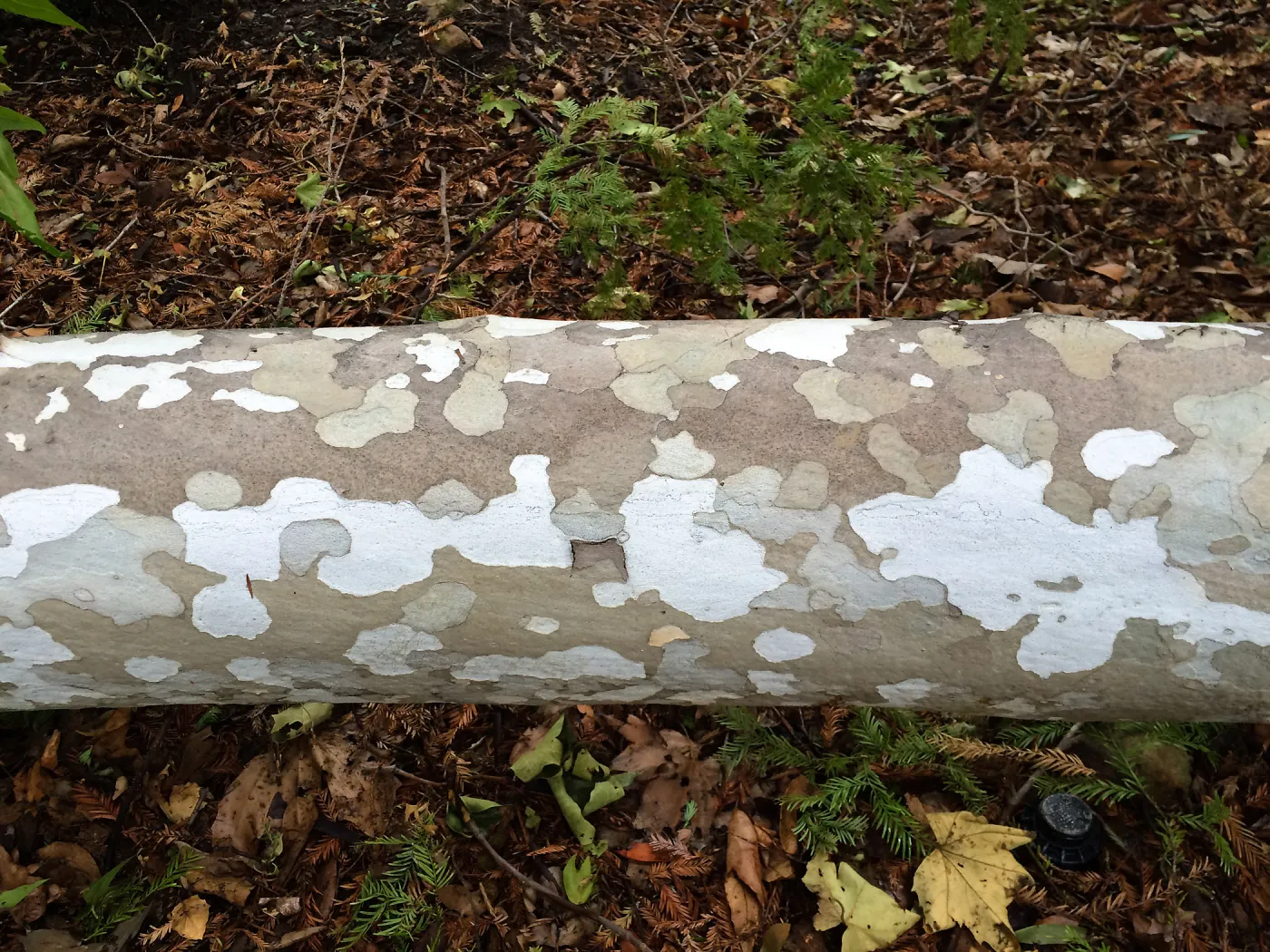 Fallen sycamore branch in Redwood section