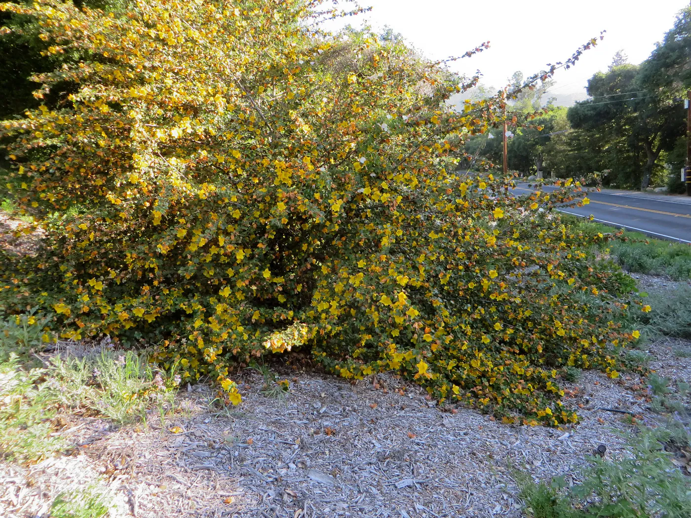 Fremontodendron in the Tunnel Triangle