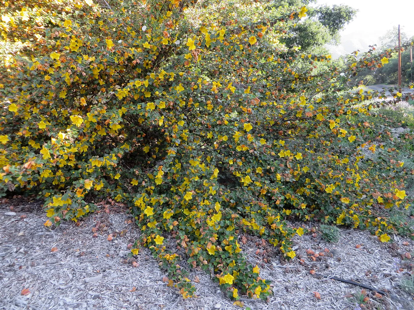 Fremontodendron in the Tunnel Triangle