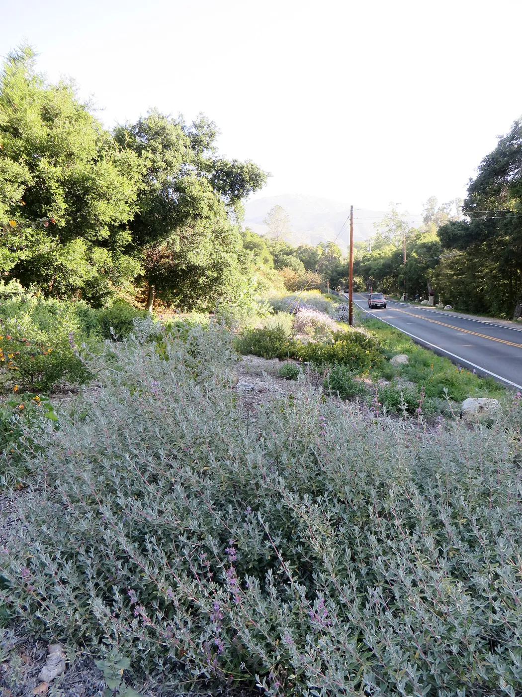 Salvia â€˜Amethyst Bluff' in the Tunnel Triangle