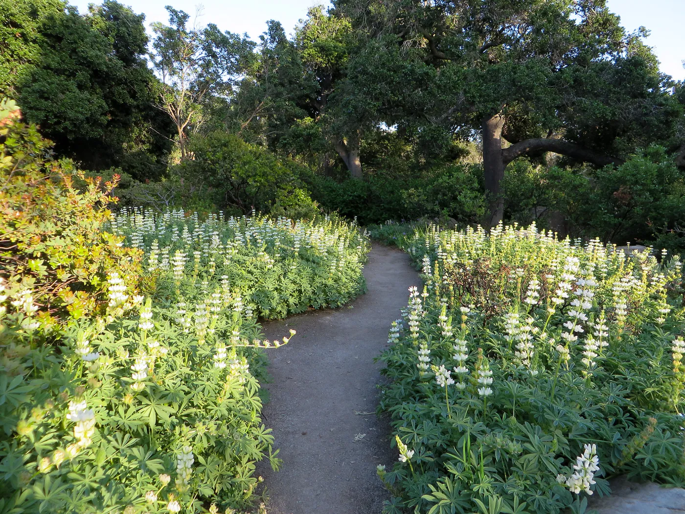 Lupinus microcarpus in Manzanita Section