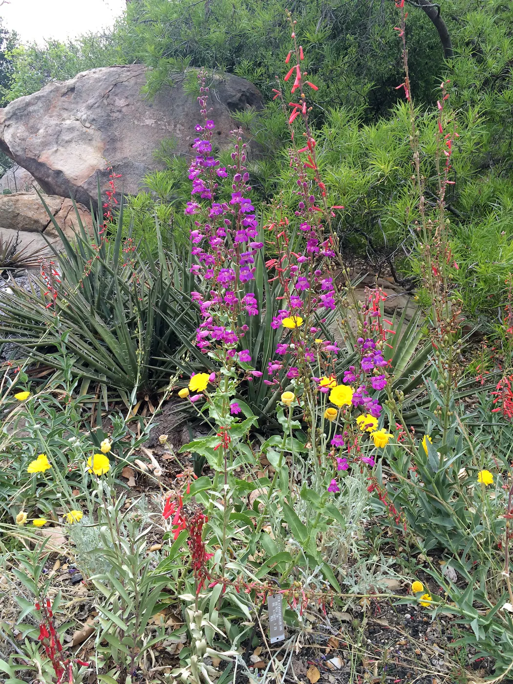 Penstemon spectabilis