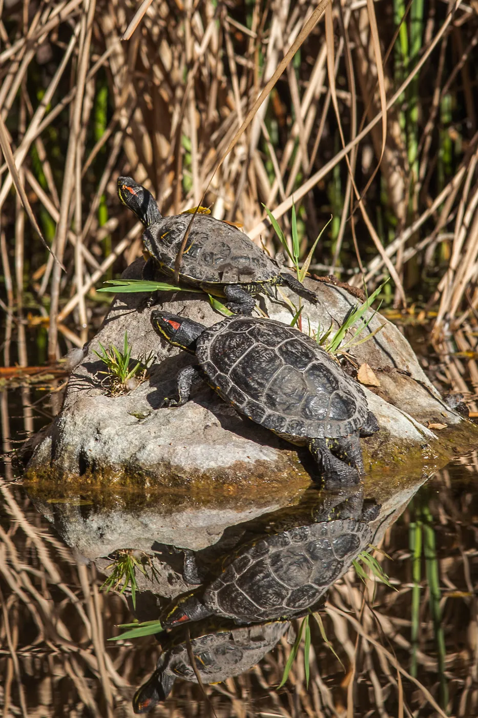 Turtles in Pond
