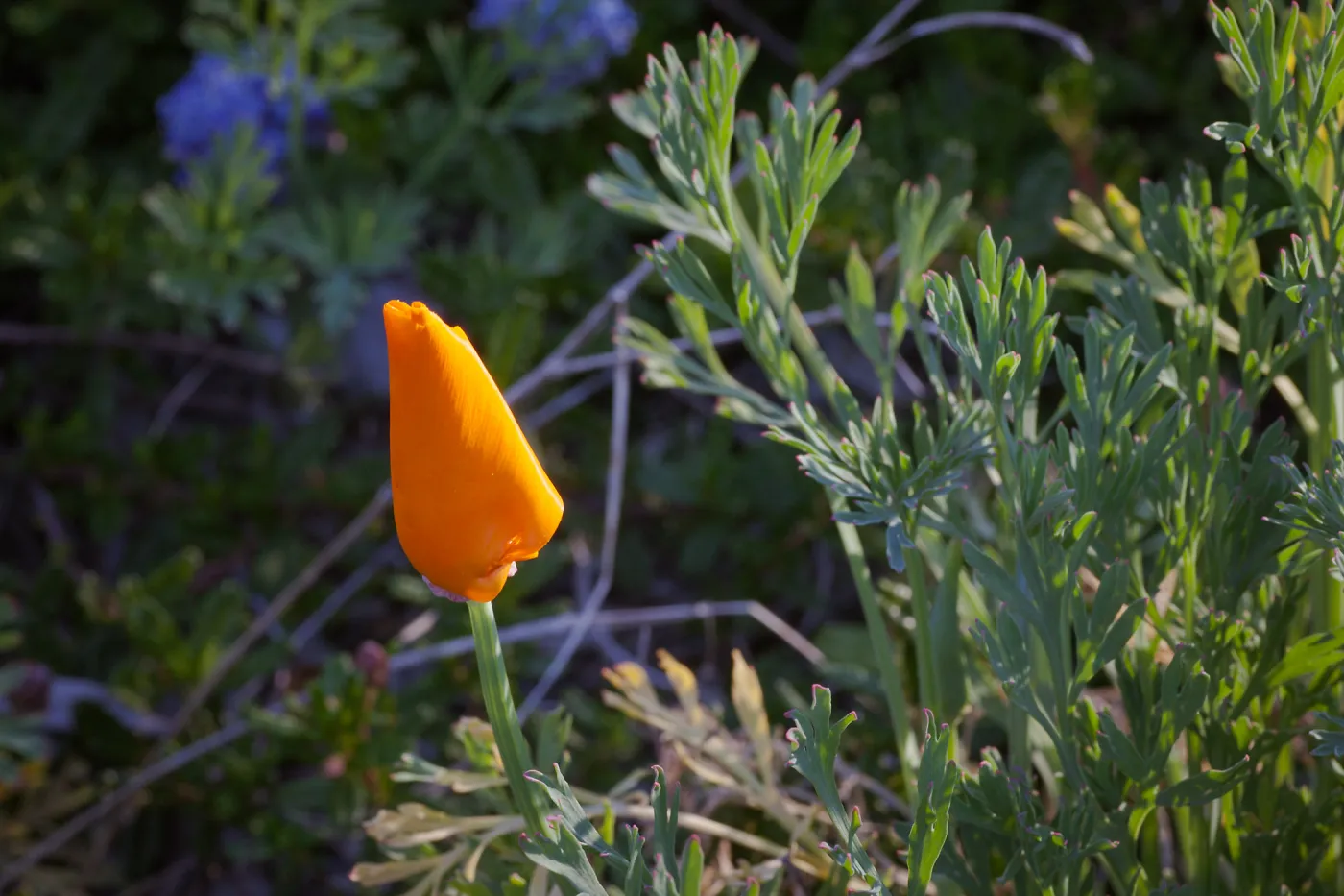California Poppy