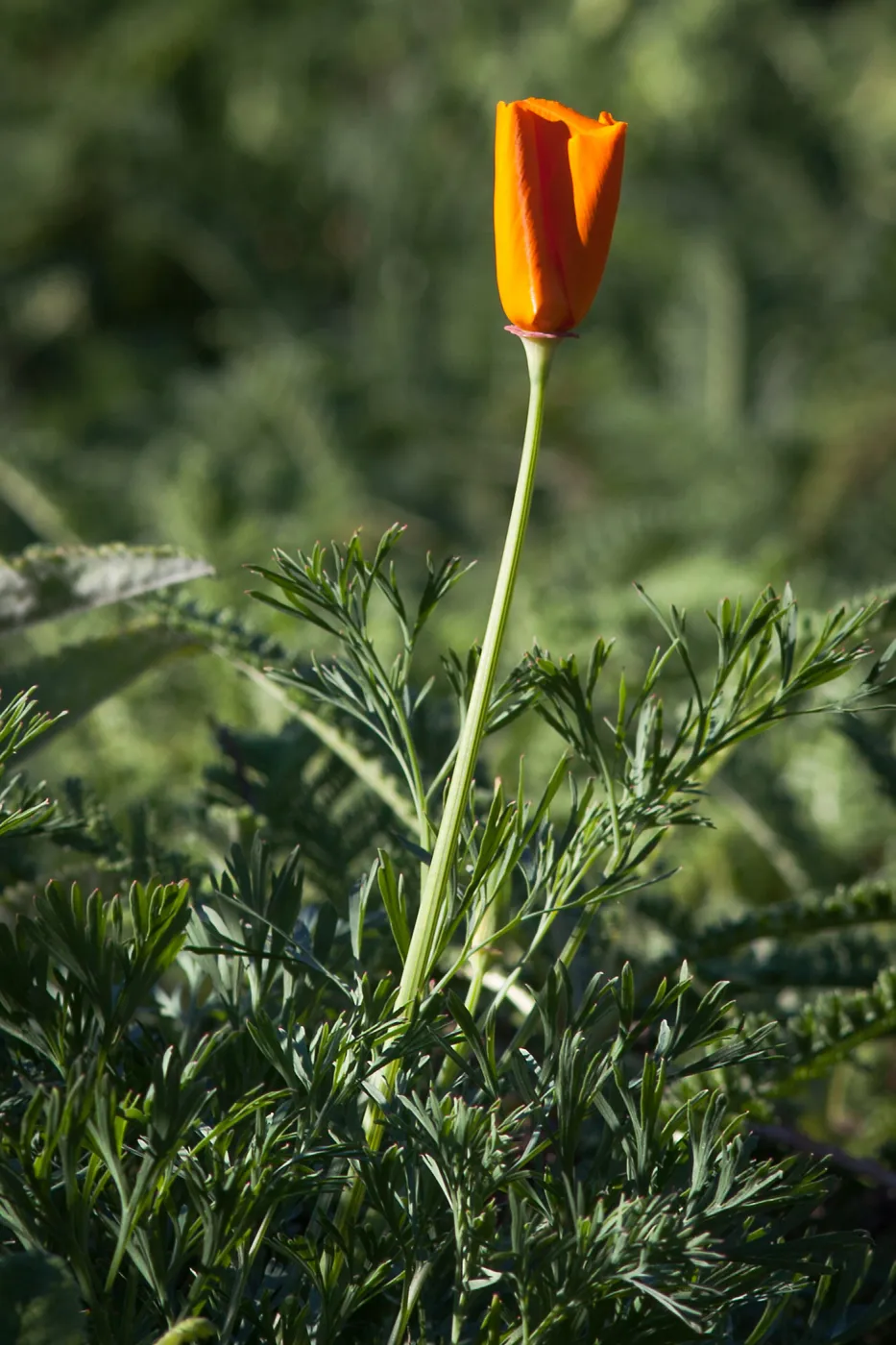 California Poppy