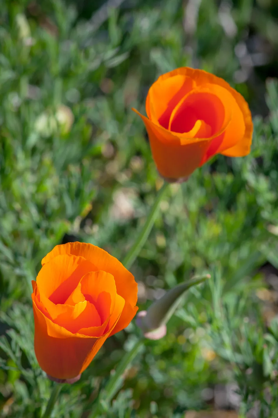 California Poppy
