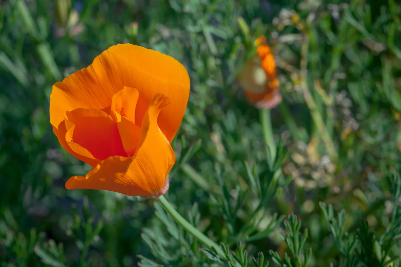 California Poppy