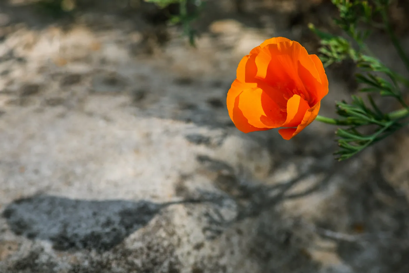 California Poppy