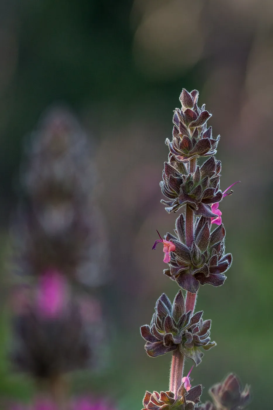 Salvia spathacea