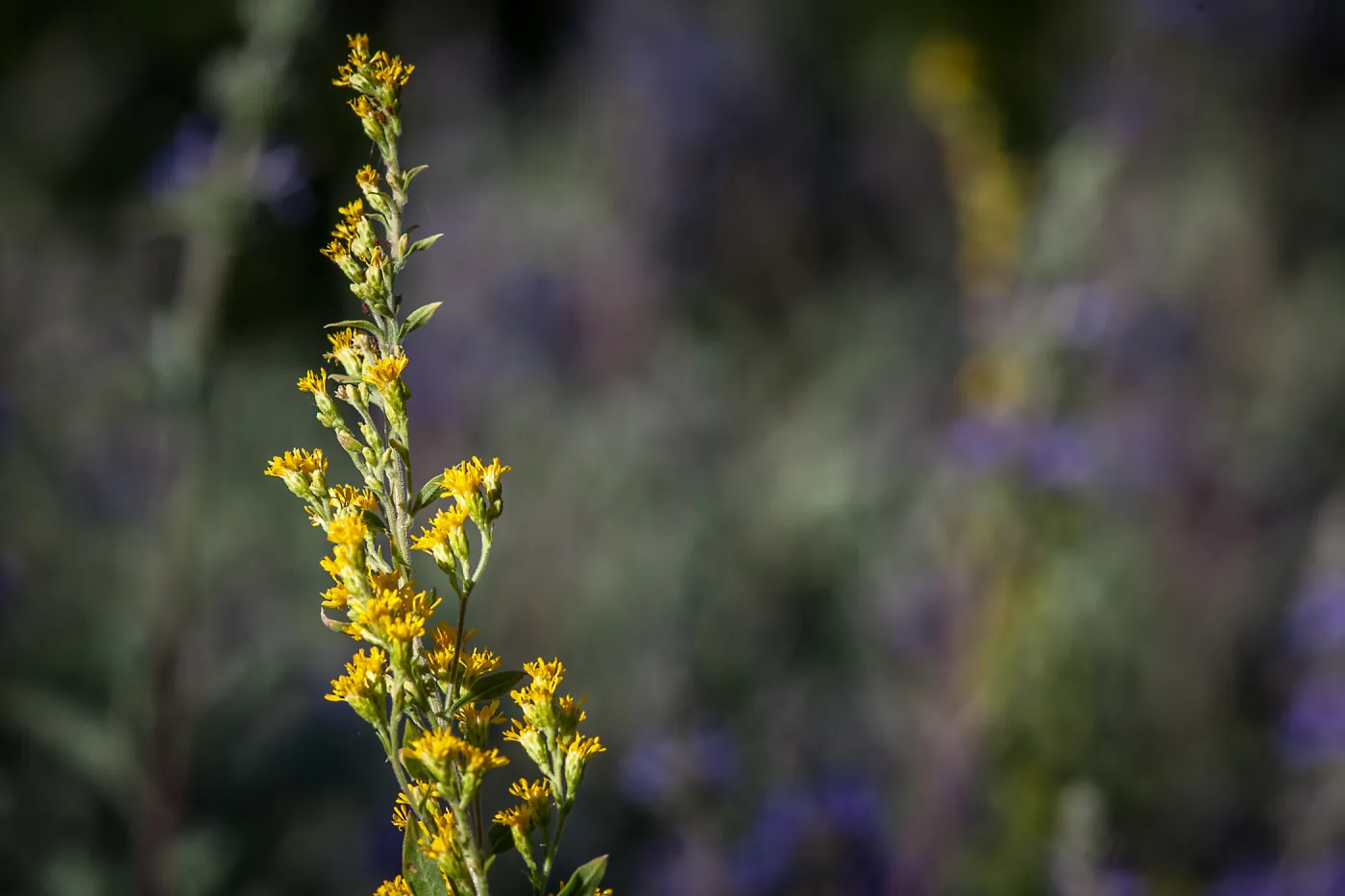Solidago velutina ssp. californica