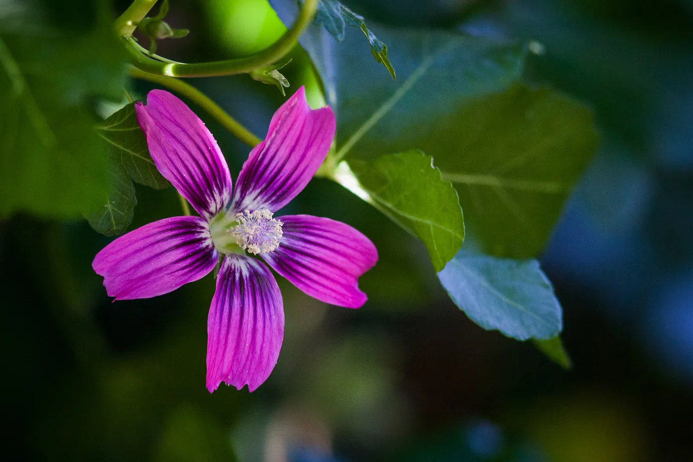 Malva assugentiflora