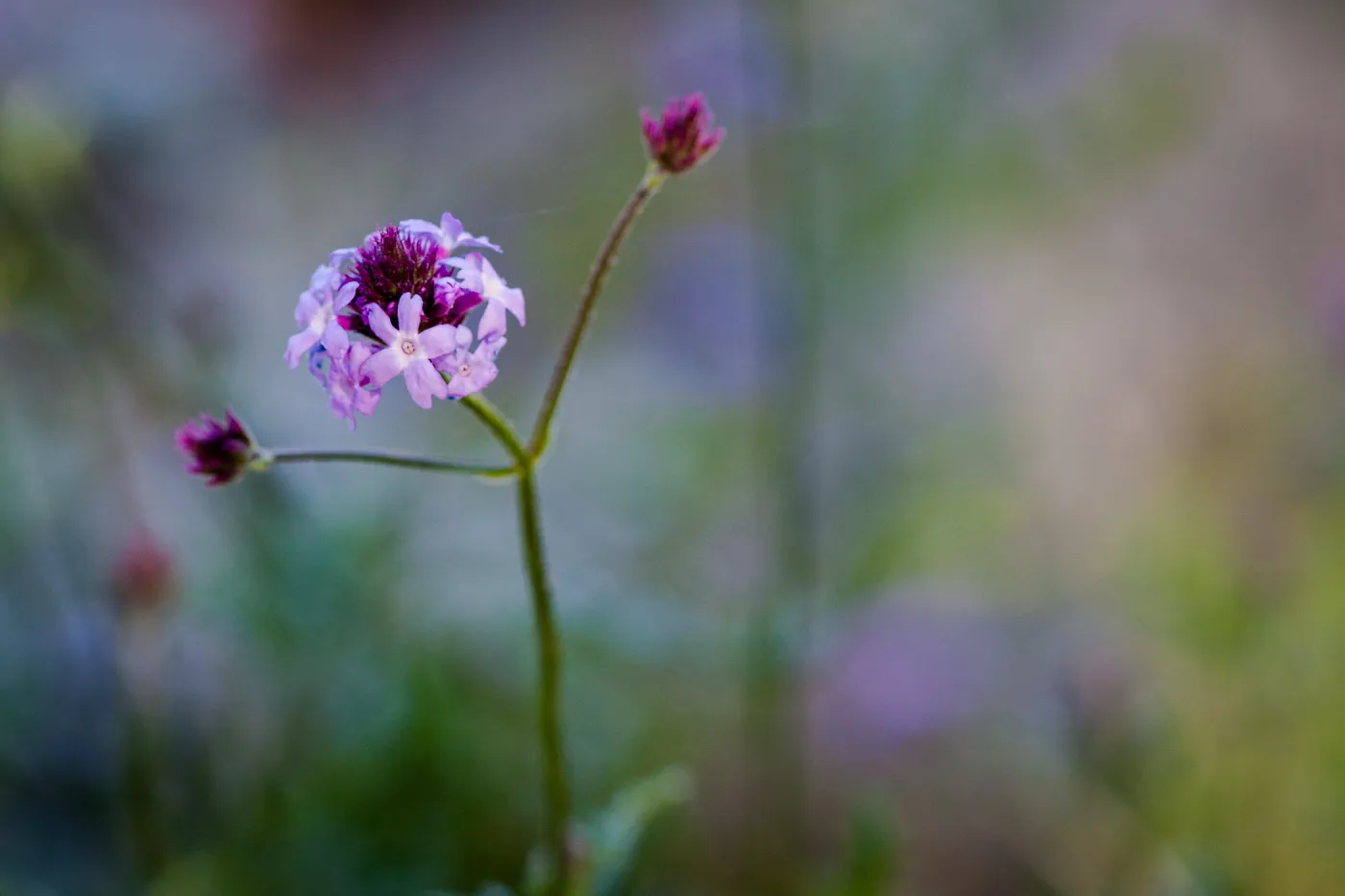 Verbena lilacina â€˜Paseo Rancho'