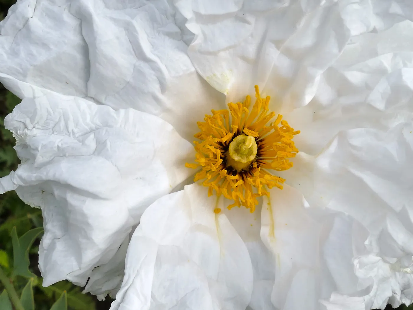 Matilija Poppy