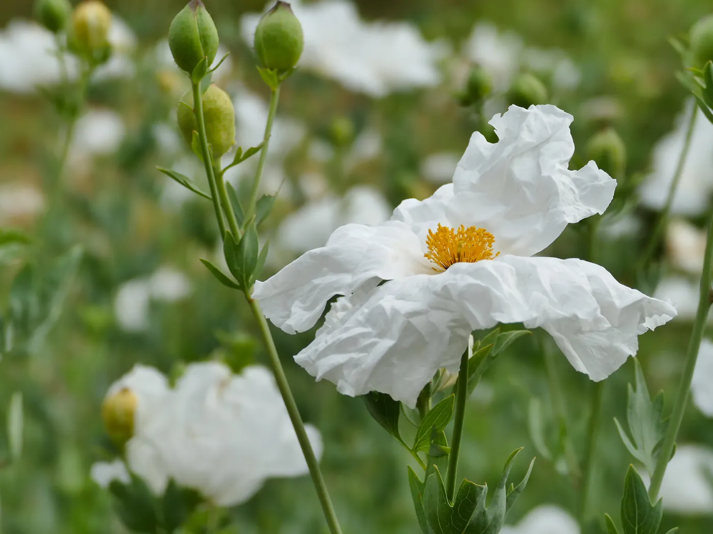 Hairy Matilija Poppy