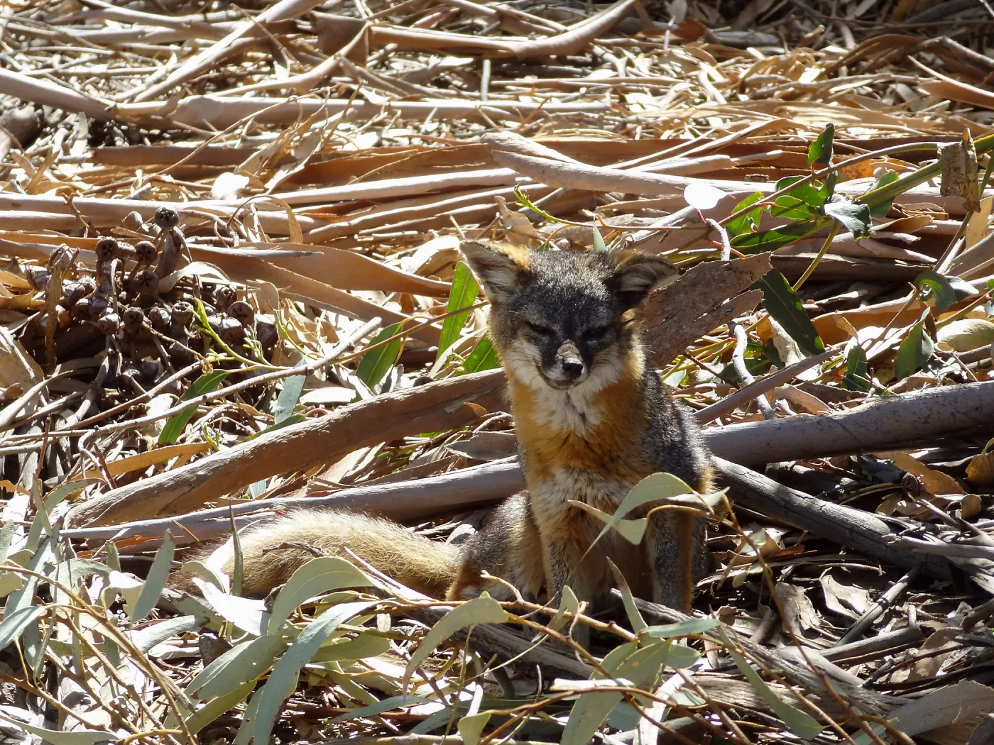 SBBG Staff field trip to Santa Cruz Island, Santa Cruz Island fox