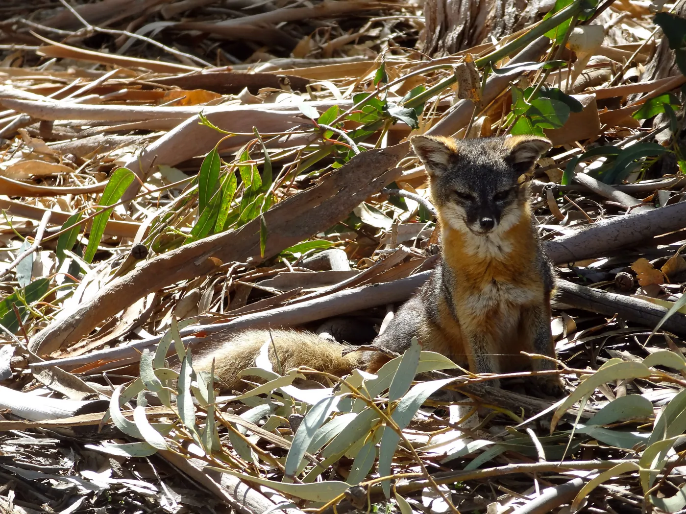 SBBG Staff field trip to Santa Cruz Island, Santa Cruz Island fox